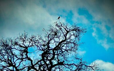 Walking to Clarity – Embracing the Rhythms of RV Living