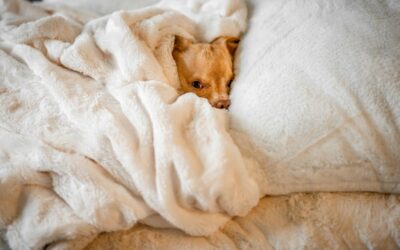 Full-Time RV Confessions: Loving the Little Things